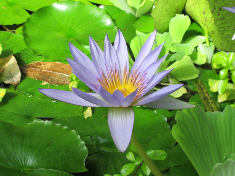 Water lily at Cambridge University Botanic Garden